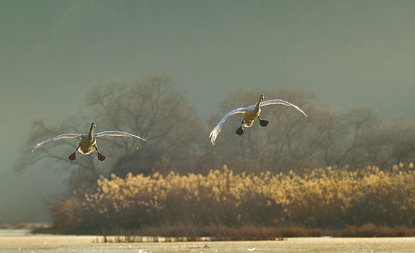 Photograph Suk Eun Kim Download on One Eyeland